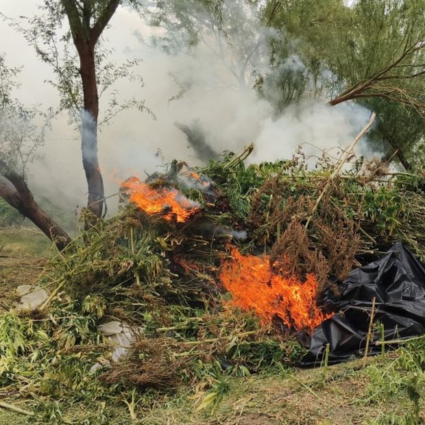 Localizan e Incineran 15 Plantíos y Cuatro Secaderos de Marihuana en Tecate, BC